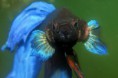/album/priroda/betta-splendens-02-jpg/